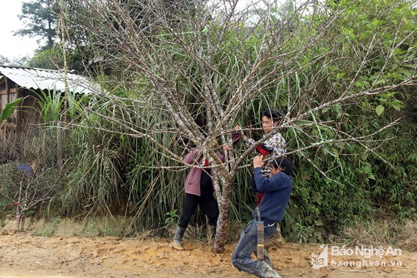 Đốn hạ đào đá khủng để bán Tết ở Nghệ An
